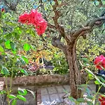 Tenuta Buonocore Arola (Campania)